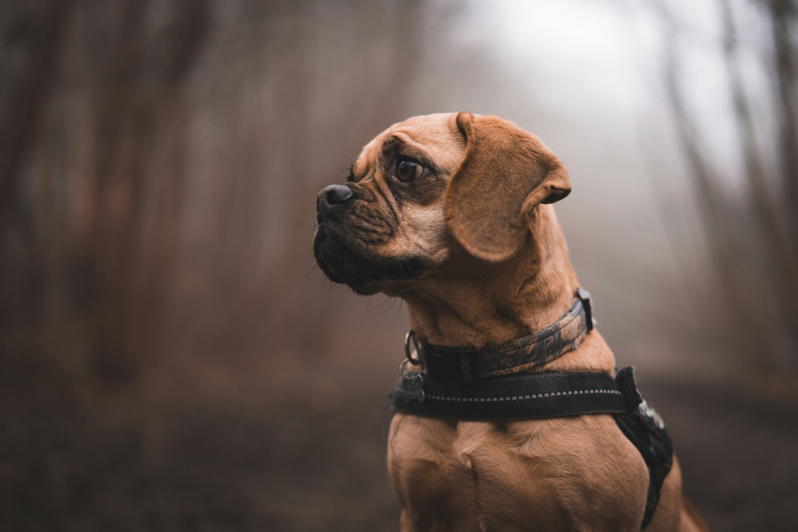 Probiotics For Dogs